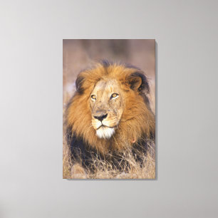 A portrait of a Lion looking into the distance Canvas Print