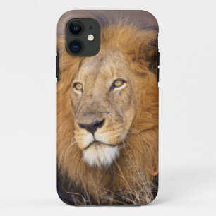 A portrait of a Lion looking into the distance iPhone 11 Case