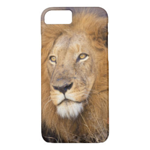 A portrait of a Lion looking into the distance iPhone 8/7 Case