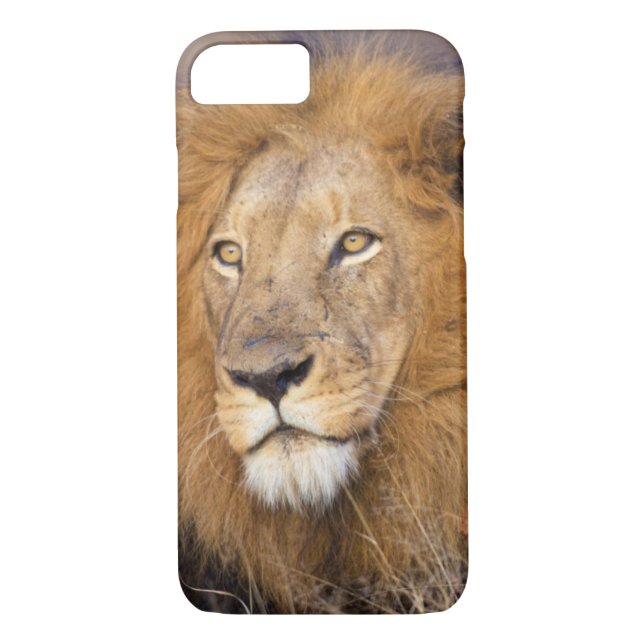 A portrait of a Lion looking into the distance Case-Mate iPhone Case (Back)