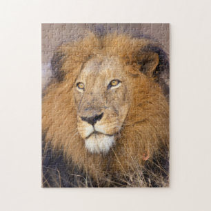 A portrait of a Lion looking into the distance Jigsaw Puzzle