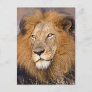 A portrait of a Lion looking into the distance Postcard