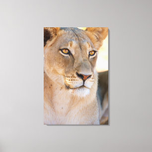 A portrait of a Lioness looking into the distance Canvas Print