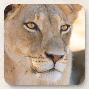 A portrait of a Lioness looking into the distance Coaster