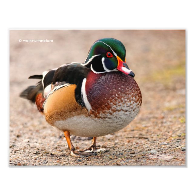 A Posing Wood Duck Drake Photo Print (Front)