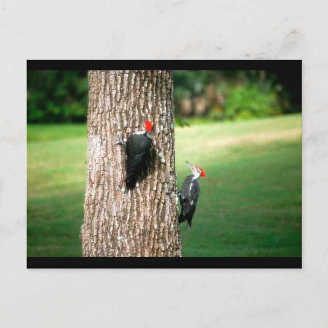 A Postcard of a Pair of Pileated Woodpeckers (Front)