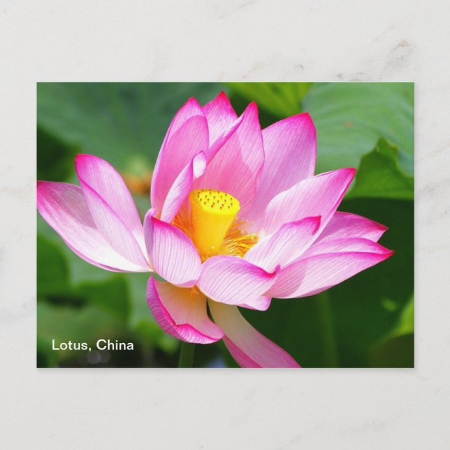 a postcard of Lotus in China (Front)