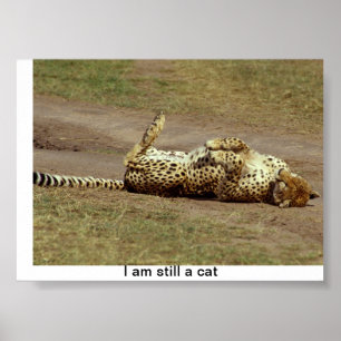 A poster of a Cheetah rolling on the ground