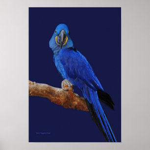 A Prince Of Parrots Poster
