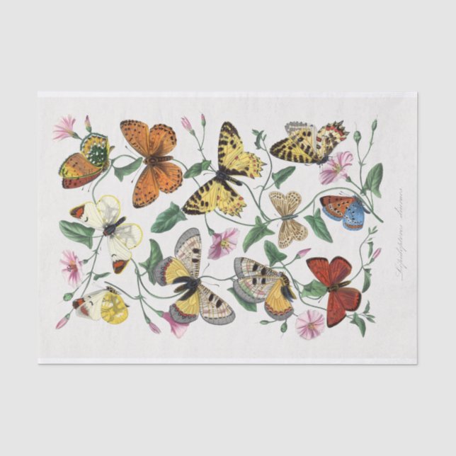 A Profusion of Butterflies Amidst Pink Flowers Tissue Paper (Front)