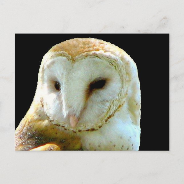 A propos de la carte postale de la Chouette de l'é (Devant)
