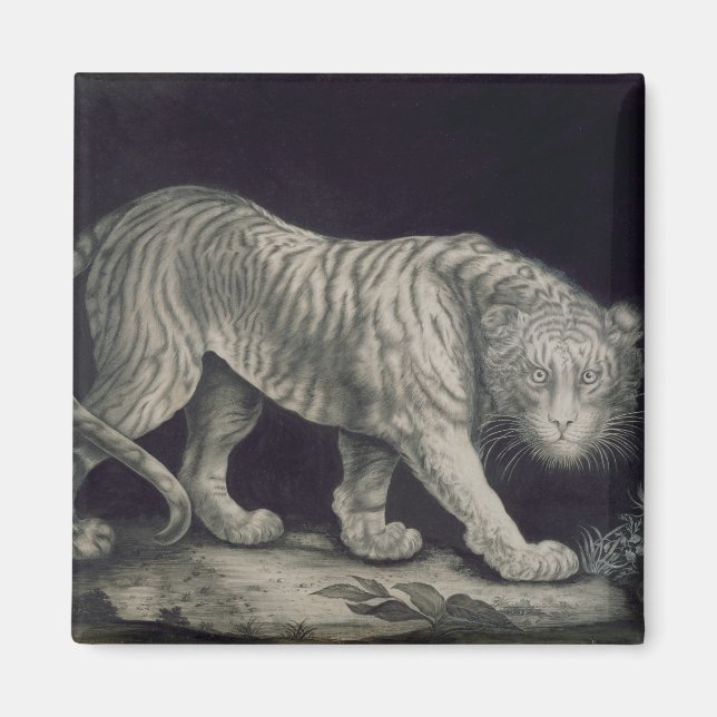A Prowling Tiger (pencil on paper) Magnet (Front)