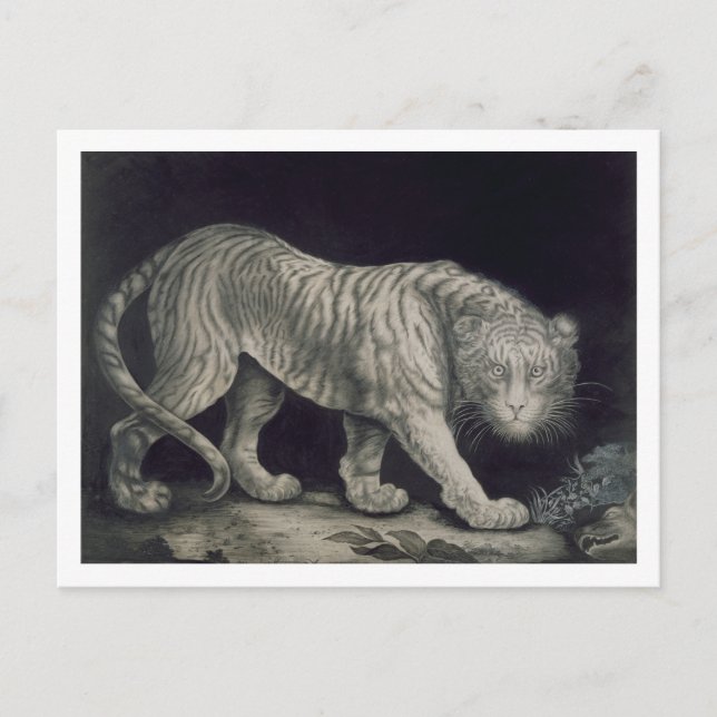 A Prowling Tiger (pencil on paper) Postcard (Front)