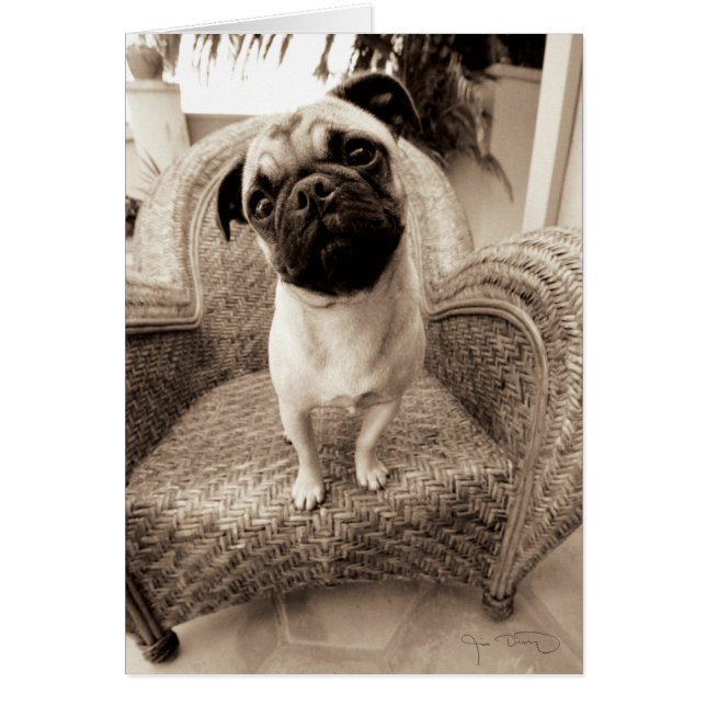 A Pug with its Head Titled to the Side (Front)