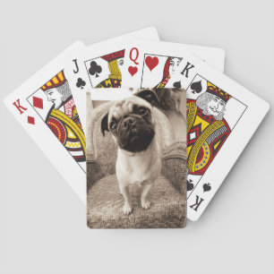 A Pug with its Head Titled to the Side Playing Cards