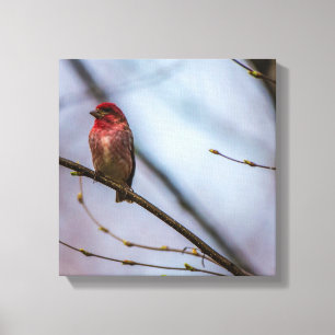 A Purple Finch 12 x 12 Stretched Canvas Print