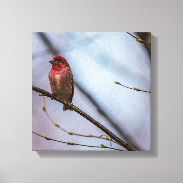 A Purple Finch 12 x 12 Stretched Canvas Print (Front)