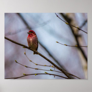 A PURPLE FINCH IN MAINE 10 X 8 ARCHIVAL PRINT