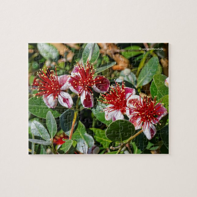 A Quartet of Pineapple Guava / Guavasteen Flowers Jigsaw Puzzle (Horizontal)