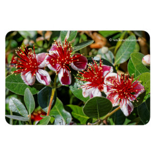 A Quartet of Pineapple Guava / Guavasteen Flowers Magnet