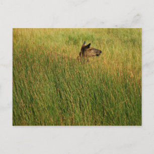 A Quick Peak Postcard