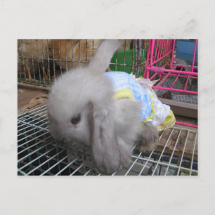 A Rabbit in a Dress かわいい  幸せ Postcard