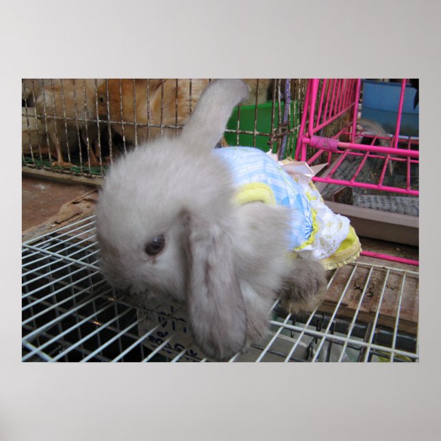A Rabbit in a Dress  かわいい  幸せ Poster (Front)