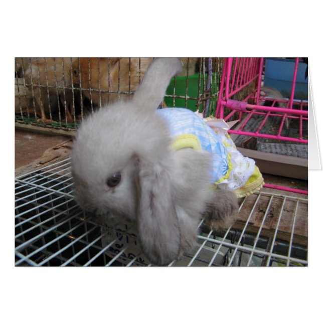 A Rabbit in a Dress Card (Front Horizontal)