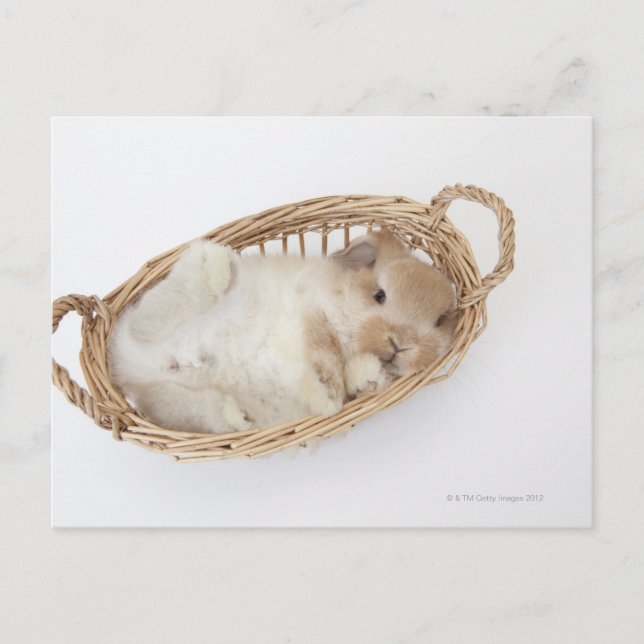 A rabbit is in a basket.Holland Lop. Postcard (Front)