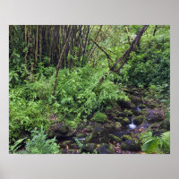 A rain forest includes ferns, a stream and