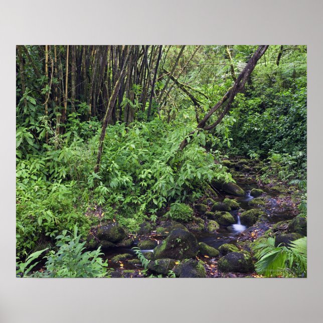 A rain forest includes ferns, a stream and poster (Front)
