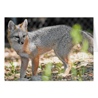 A red fox