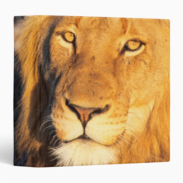 A Red Maned Lion looking at the camera. Binder (Front/Spine)