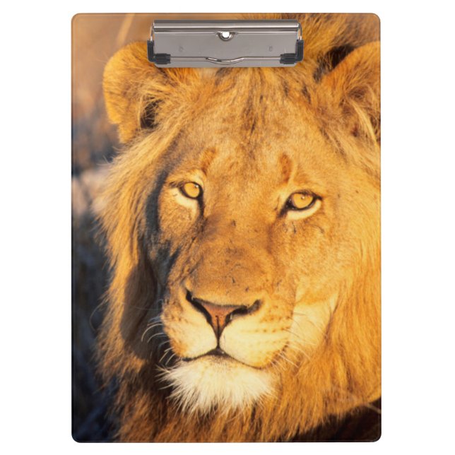 A Red Maned Lion looking at the camera. Clipboard (Front)