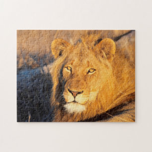 A Red Maned Lion looking at the camera. Jigsaw Puzzle