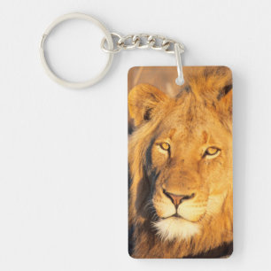 A Red Maned Lion looking at the camera. Keychain