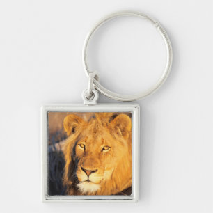 A Red Maned Lion looking at the camera. Keychain
