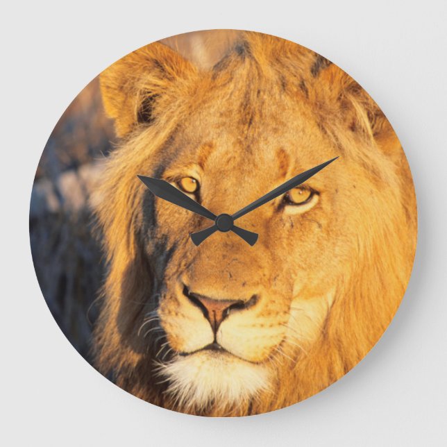 A Red Maned Lion looking at the camera. Large Clock (Front)