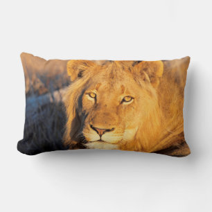 A Red Maned Lion looking at the camera. Lumbar Pillow