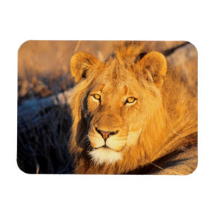 A Red Maned Lion looking at the camera. Magnet