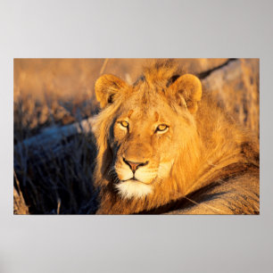 A Red Maned Lion looking at the camera. Poster