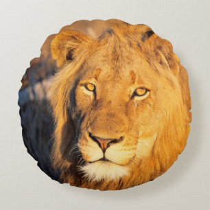 A Red Maned Lion looking at the camera. Round Pillow