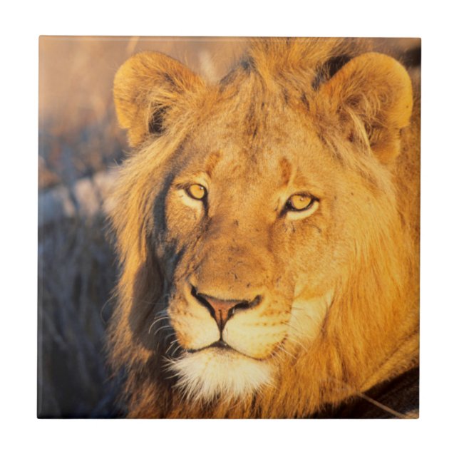 A Red Maned Lion looking at the camera. Tile (Front)