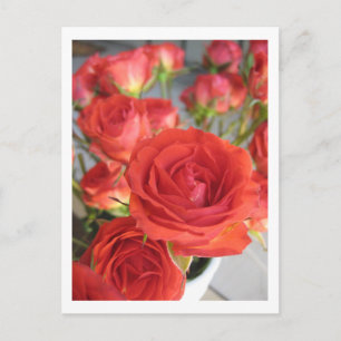 a Red Red Rose Postcard