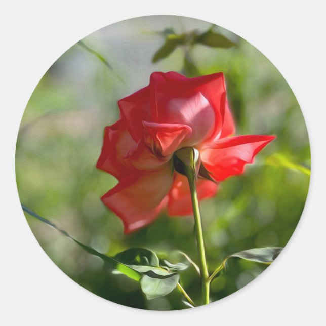 A red rose classic round sticker (Front)