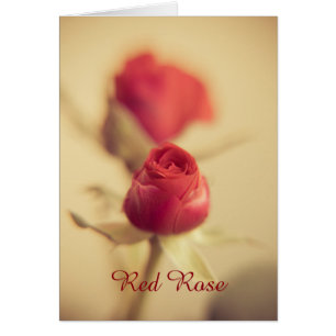A Red Rose for your Sweetheart...