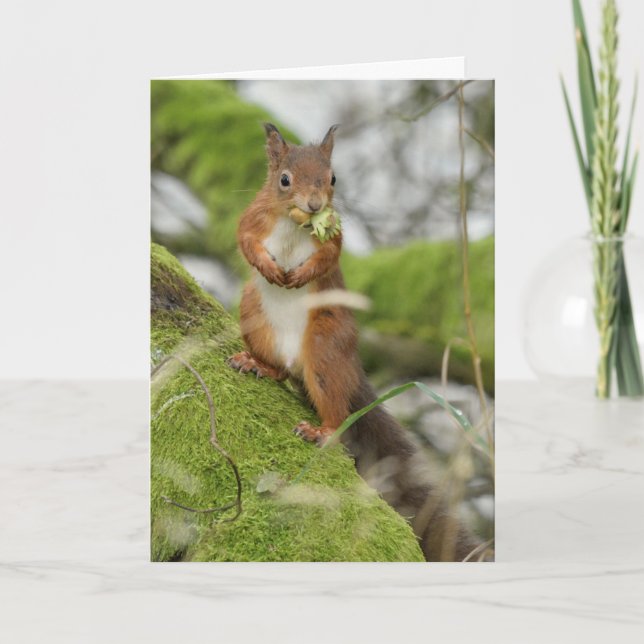 A red squirrel collecting nuts card (Front)