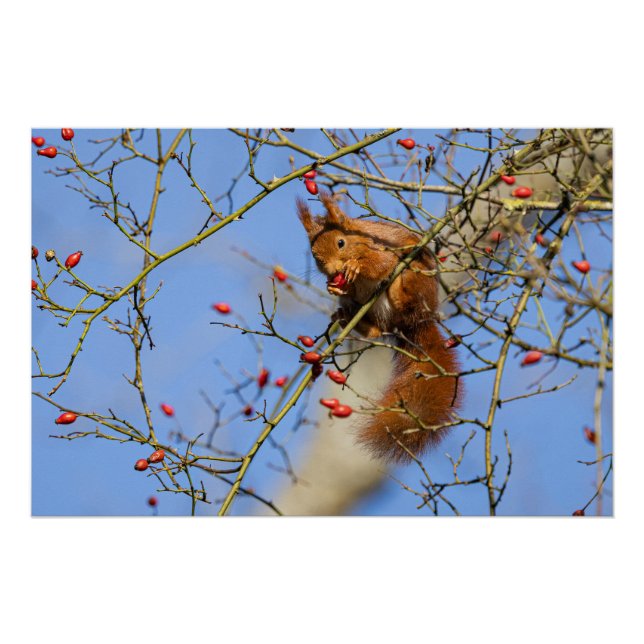A red squirrel poster (Front)