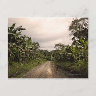 A remote jungle road postcard