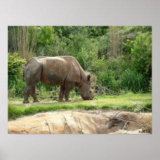 A Rhino Poster